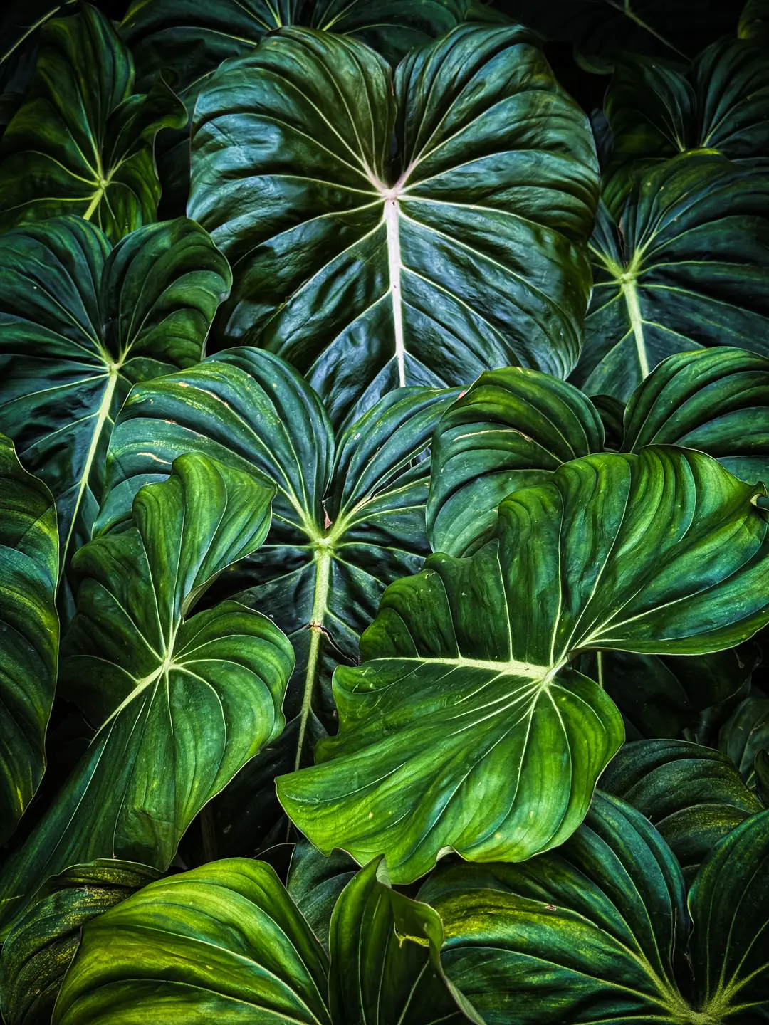 Tropical