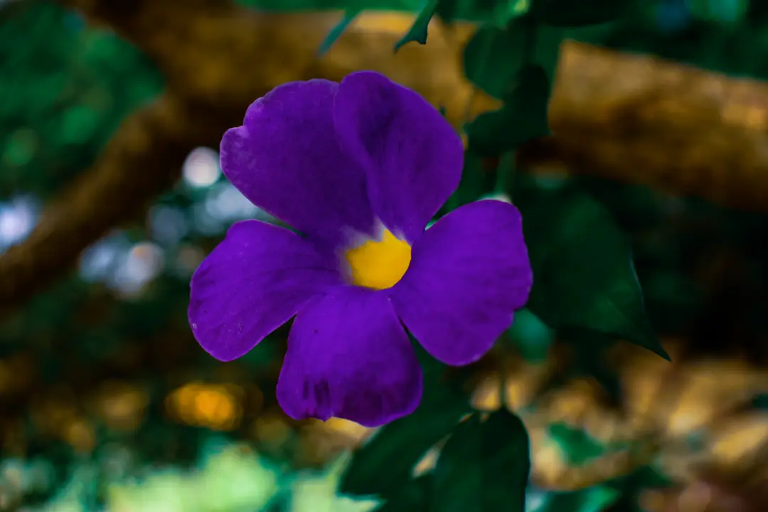 Soft Bloom