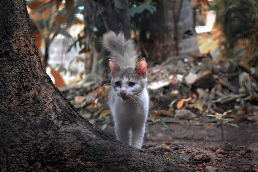 Little Cloudtail