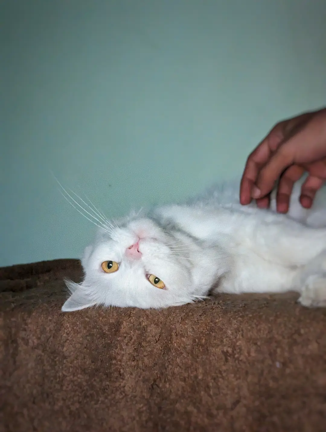 Ruby for Caturday