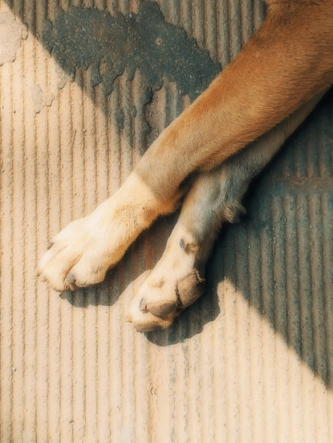 Lit Paws