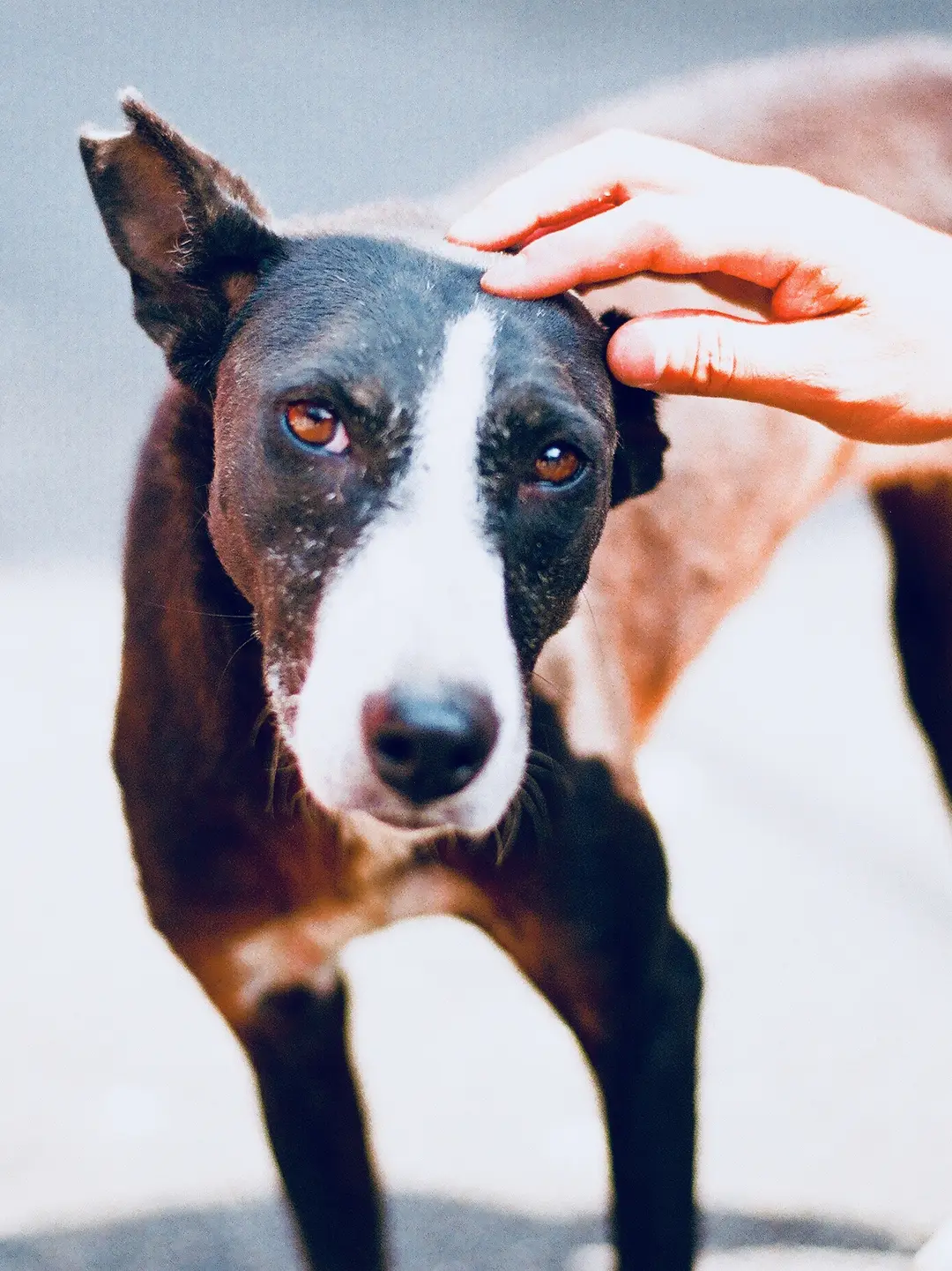 Pet a Stray