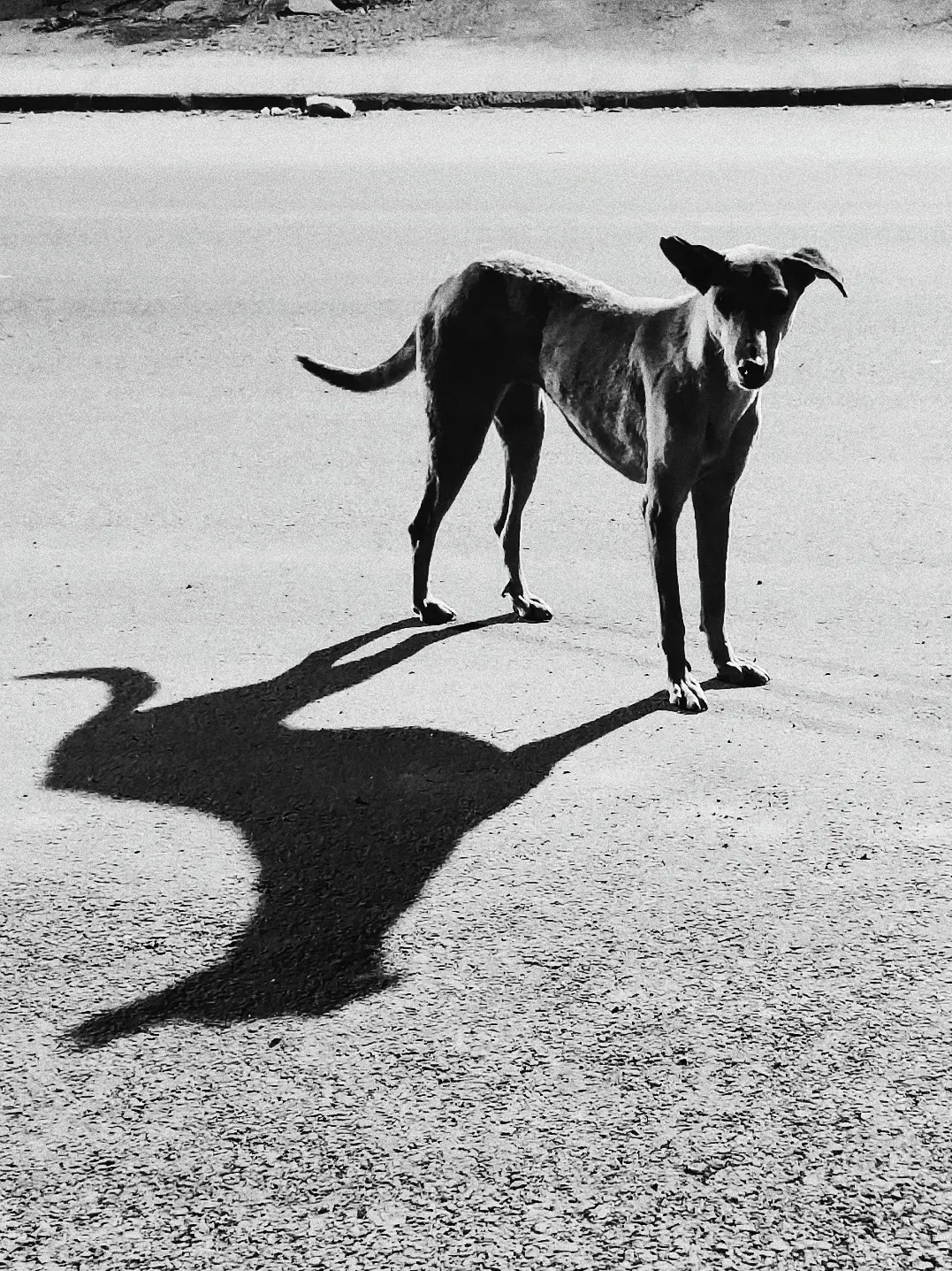 A Dog and his Shadow