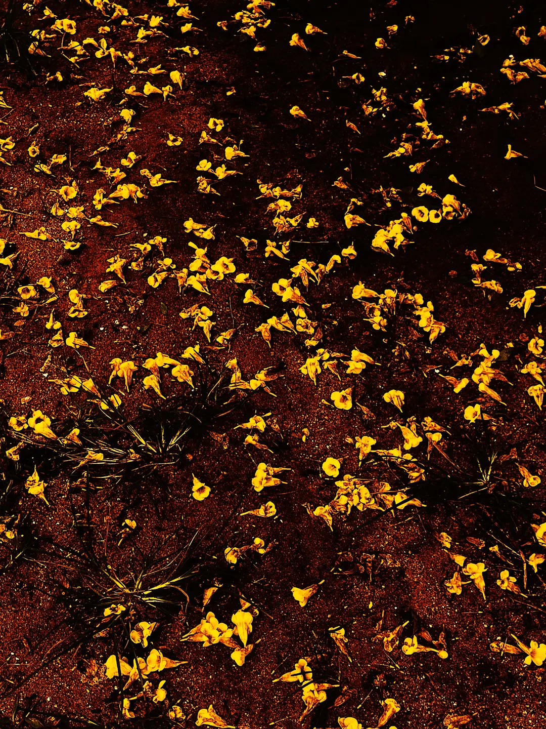 Withered Flowers 