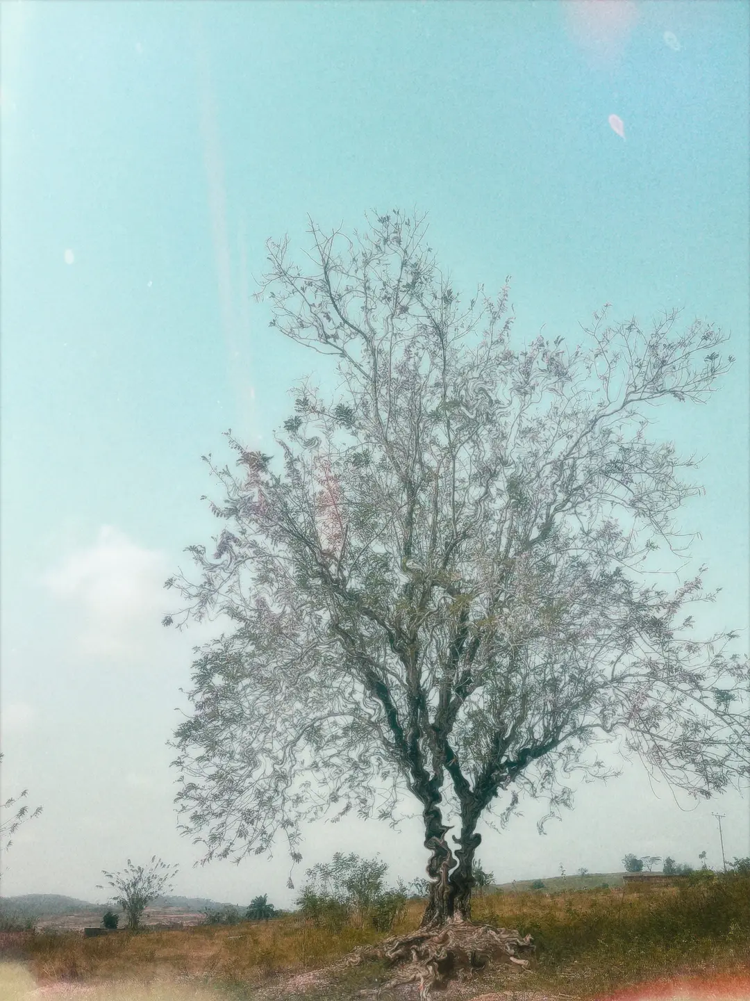 Treees
