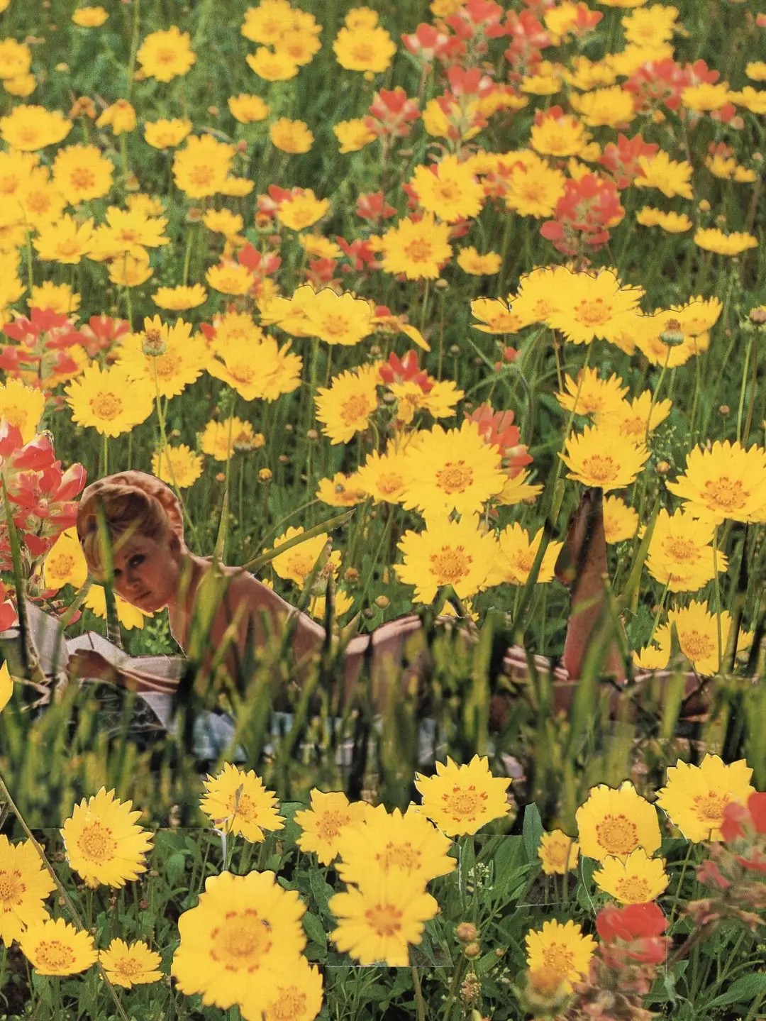 Fields of Gold